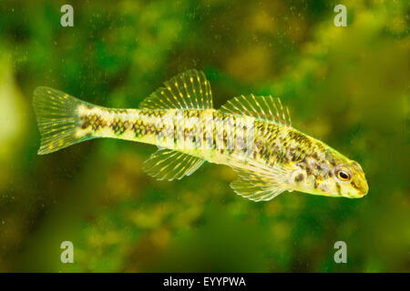 Nastrare Darter (Etheostoma zonale), nuoto Foto Stock