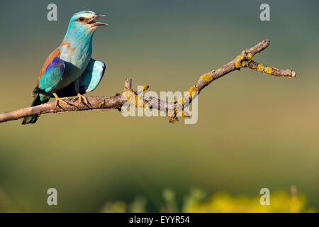 Rullo europea (Coracias garrulus), maschio si siede su un ramo, Svizzera Vallese Foto Stock