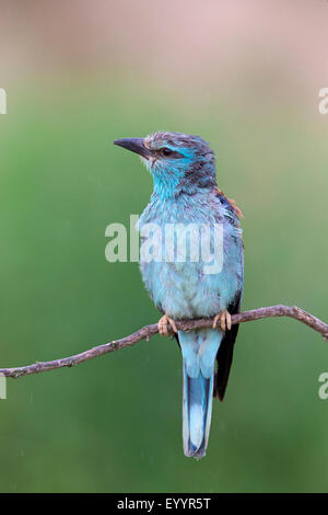 Rullo europea (Coracias garrulus), femmina si siede su un ramo, Svizzera Vallese Foto Stock