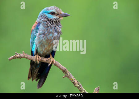 Rullo europea (Coracias garrulus), femmina si siede su un ramo, Svizzera Vallese Foto Stock