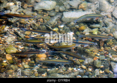 Danubiana e del tetro, Danubio tetro, shemaya (Chalcalburnus chalcoides mento), migrazione dei pesci, in Germania, in Baviera Foto Stock