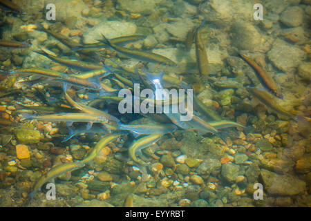 Danubiana e del tetro, Danubio tetro, shemaya (Chalcalburnus chalcoides mento), migrazione dei pesci, in Germania, in Baviera Foto Stock