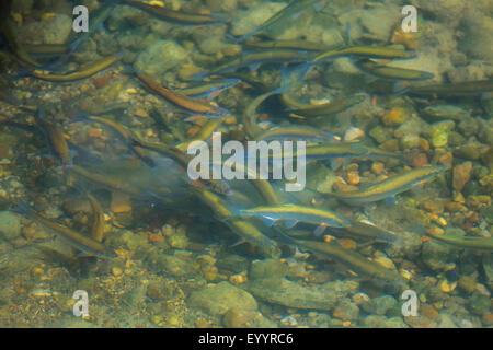 Danubiana e del tetro, Danubio tetro, shemaya (Chalcalburnus chalcoides mento), migrazione dei pesci, in Germania, in Baviera Foto Stock