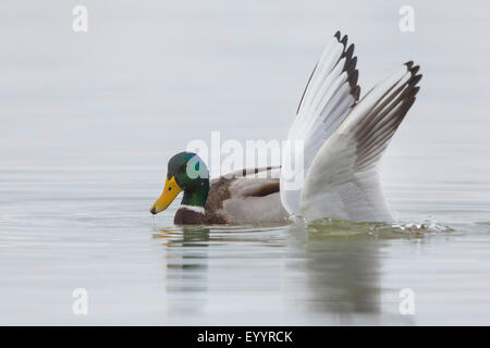 Il germano reale (Anas platyrhynchos), Drake guardando una alimentazione dal fondo a testa nera gabbiano, in Germania, in Baviera, il Lago Chiemsee Foto Stock