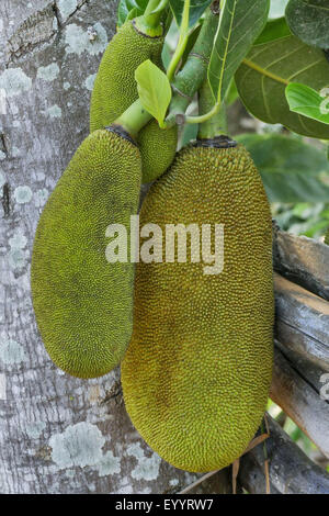 Jack-frutta (Artocarpus heterophyllus), jackfruits su un albero, Thailandia Chiang Rai Foto Stock