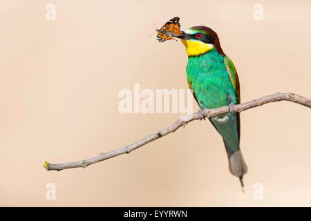 Unione bee eater (Merops apiaster), seduto su un ramoscello con una farfalla in bolletta, Svizzera Vallese Foto Stock