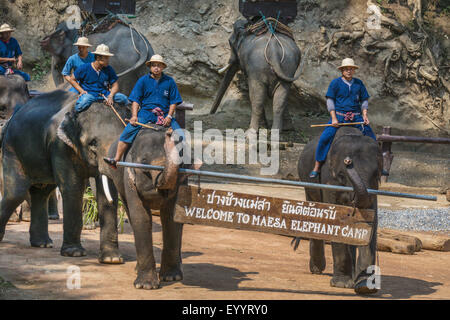 Elefante asiatico, elefante Asiatico (Elephas maximus), mahouts apertura della mostra con i loro elefanti asiatici nel Maesa Elephant Camp, Thailandia Chiang Mai Foto Stock