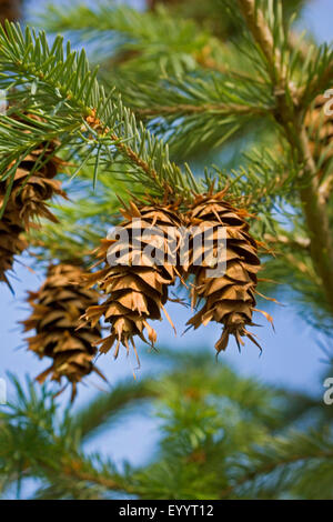 Douglas Fir (Pseudotsuga menziesii), il ramo con i coni, Germania Foto Stock