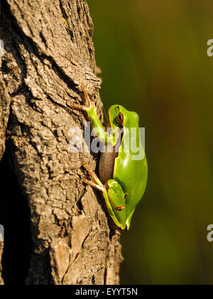 Treefrog europea, treefrog comune, Central European treefrog (Hyla arborea), è adagiata su un tronco di albero, Germania Foto Stock