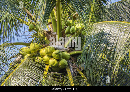 Palma da cocco (Cocos nucifera), frutta a Palm, Thailandia Foto Stock