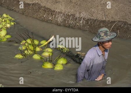 Palma da cocco (Cocos nucifera), nuoto raccolte noci di cocco nel trasporto fluviale, Thailandia Foto Stock