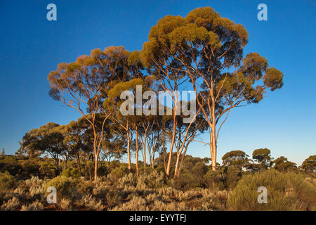 Luna tra alberi di eucalipto, Australia Australia Occidentale, Goldfields autostrada Foto Stock