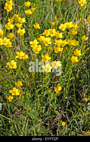 Golden lino, giallo di lino (Linum flavum), fioritura, Germania Foto Stock