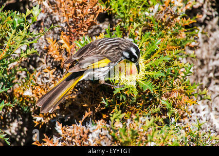 Giallo-winged honeyeater (Phylidonyris novaehollandiae), su una Banksia speciosa flower, Australia Australia Occidentale, Cape le Grand National Park Foto Stock