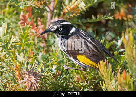 Giallo-winged honeyeater (Phylidonyris novaehollandiae), su una Banksia , Australia, Australia occidentale, Cape le Grand National Park Foto Stock
