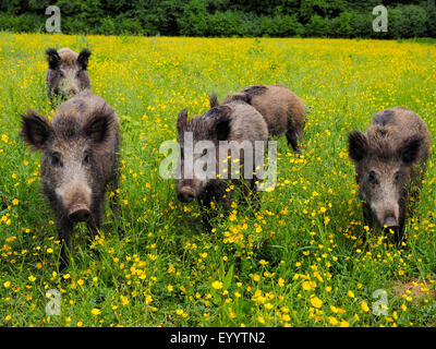 Il cinghiale, maiale, il cinghiale (Sus scrofa), in un prato di fiori in primavera, GERMANIA Baden-Wuerttemberg Foto Stock