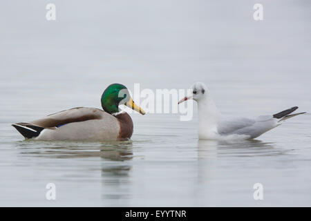 Il germano reale (Anas platyrhynchos), faccia a faccia con un nero-headed gull, in Germania, in Baviera, il Lago Chiemsee Foto Stock