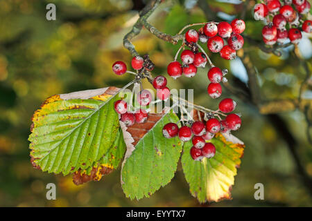 Sorbo montano comune (Sorbus aria), la frutta in un ramoscello, Germania Foto Stock