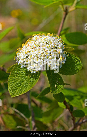 Wayfaring-tree (Viburnum lantana), fioritura, Germania Foto Stock