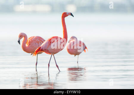 Flamingo cileni (Phoenicopterus chilensis), il gruppo si trova in acque poco profonde, in Germania, in Baviera, il Lago Chiemsee, Seebruck Foto Stock