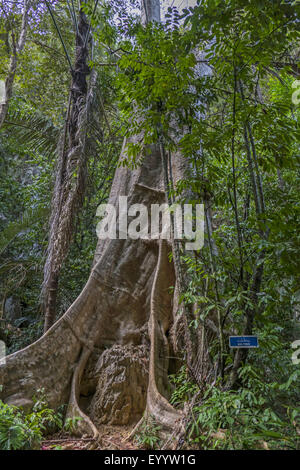 Albero con radici quadrate nella foresta pluviale, Thailandia, Krabi, Wat Tham Sua Foto Stock