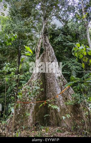 Albero con radici quadrate nella foresta pluviale, Thailandia, Krabi, Wat Tham Sua Foto Stock
