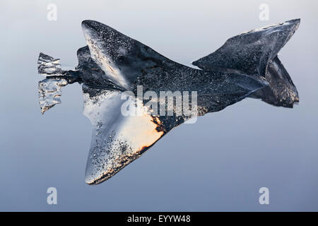 Il ghiaccio in Joekulsarlon lago glaciale, Islanda Austurland, Kalfafellsstadur Foto Stock