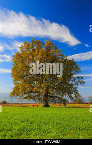 Rovere (Quercus spec.), la quercia presso il lago di Greifen in autunno, Svizzera Foto Stock