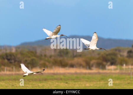 Australian White Ibis (Threskiornis molucca), tre Bianche Australiane Ibis battenti, Australia Australia Occidentale, Walpole Nornalup Parco Nazionale Foto Stock