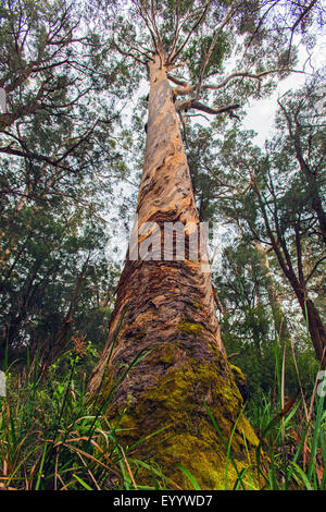 Red tingle (eucalipto jacksonii), Rosso tingle alberi in Walpole Nornalup Nationalpark, Australia Australia Occidentale, Walpole Nornalup Parco Nazionale Foto Stock