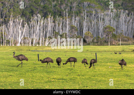 Emu (Dromaius novaehollandiae), Emu con pulcini, Australia Australia Occidentale, Walpole Nornalup Parco Nazionale Foto Stock