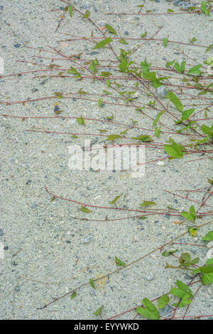 Tendini verdi di Bindweed (Calistegia sp.) che strisciano sul terreno. Overgrown da concetto di erbacce, sorpassato da erbacce, erbacce che crescono sul percorso. Foto Stock