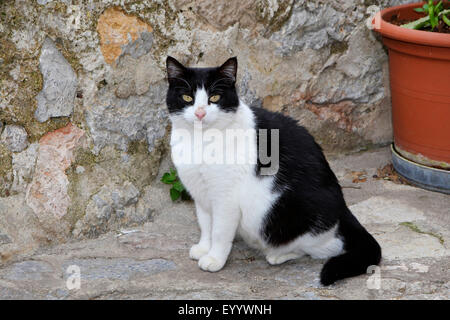 Il gatto domestico, il gatto di casa (Felis silvestris f. catus), bianco e nero gatto maculato seduti davanti a una parete , Spagna, Balearen, Maiorca Foto Stock