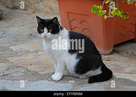 Il gatto domestico, il gatto di casa (Felis silvestris f. catus), bianco e nero gatto maculato seduti davanti a un fiore vasca, Spagna, Balearen, Maiorca Foto Stock