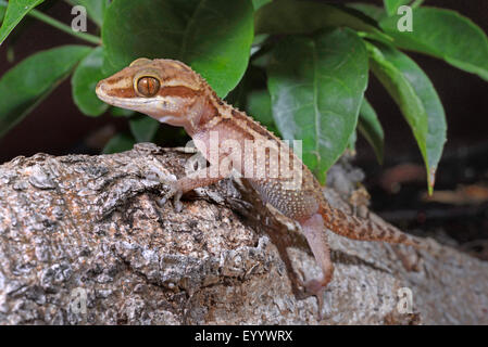 Stumpff il Madagascar terra Gecko (Paroedura stumpffi), si siede su un ramo, Madagascar Foto Stock