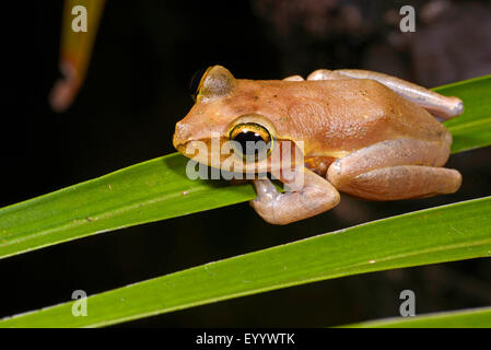 Di Dumeril pimpante Frog (Boophis tephraeomystax, Polypedates tephraeomystax), si siede su una foglia, Madagascar, Nosy Faly, Isla Faly Foto Stock