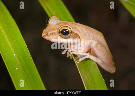 Di Dumeril pimpante Frog (Boophis tephraeomystax, Polypedates tephraeomystax), si siede su una foglia, Madagascar, Nosy Faly, Isla Faly Foto Stock