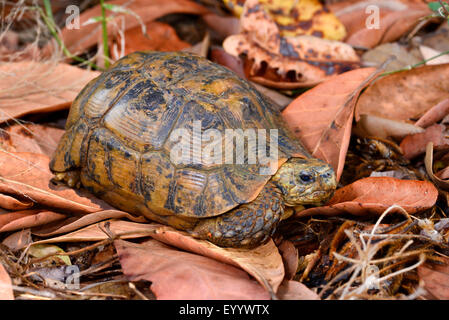 Bell's hingeback tartaruga (Kinixys belliana), sul terreno, Madagascar, Nosy Faly, Isla Faly Foto Stock