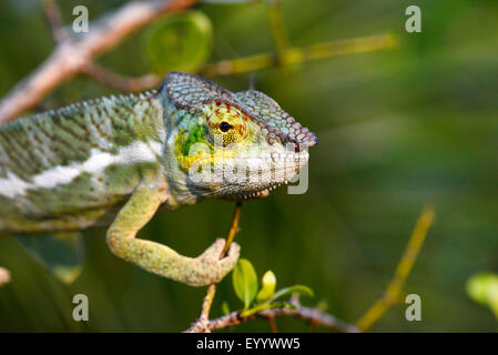 Panther chameleon (Furcifer pardalis, Chamaeleo pardalis), ritratto, Madagascar, Ankifi Foto Stock