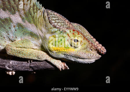 Panther chameleon (Furcifer pardalis, Chamaeleo pardalis), ritratto, Madagascar, Nosy Faly, Isla Faly Foto Stock