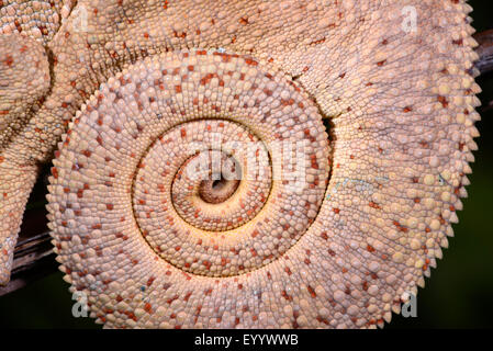 Panther chameleon (Furcifer pardalis, Chamaeleo pardalis), arrotolato la coda di una pantera camaleonte, Madagascar, Nosy Faly, Isla Faly Foto Stock