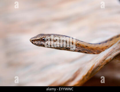 Madagascar la biscia (Mimophis mahfalensis), ritratto, Madagascar, Nosy Be, Naturreservat Lokobe Foto Stock