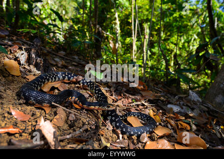 Madagascar Menarana snake, Giant Madagascan Hognose, gigante malgascio Hognose Snake (Leioheterodon madagascariensis), sul suolo della foresta con caduta foglie, Madagascar, Nosy Be, Naturreservat Lokobe Foto Stock