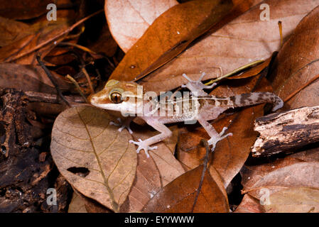 Stumpff il Madagascar terra Gecko (Paroedura stumpffi), tra foglie cadute sul terreno, Madagascar, Naturreservat Lokobe Foto Stock