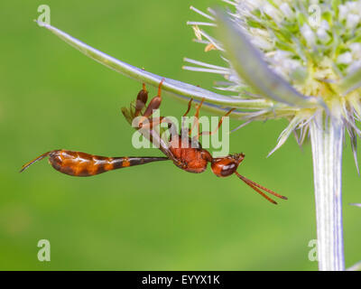 Apocritan wasp (Gasteruption hastator), femmina seduto su Eryngo (Eryngium planum), Germania Foto Stock