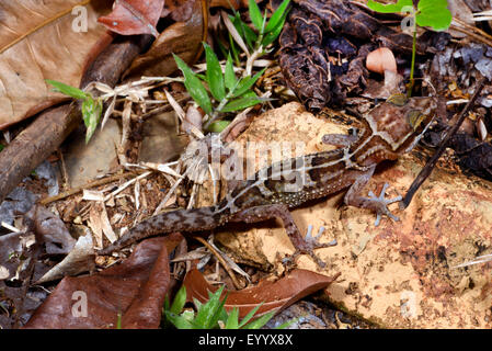 Stumpff il Madagascar terra Gecko (Paroedura stumpffi), tra foglie cadute sul terreno, Madagascar, Naturreservat Lokobe Foto Stock