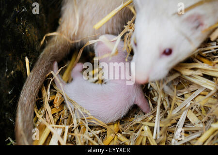 Polecat domestici, domestici ferret (Mustela putorius f. furo, Mustela putorius furo), femmina cercando dopo il suo bambino animale, in Germania, in Baviera Foto Stock