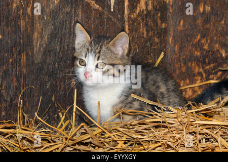 Il gatto domestico, il gatto di casa (Felis silvestris f. catus), gattino nella paglia, Germania Foto Stock