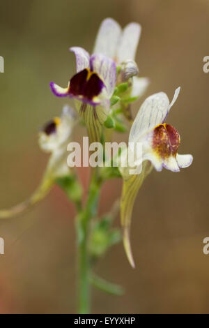 Bocca di Leone (Linaria aeruginea), fiori Foto Stock