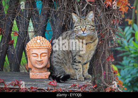 Il gatto domestico, il gatto di casa (Felis silvestris f. catus), striped gatto di casa seduto su una panchina da giardino accanto a un giardino scultura, Germania Foto Stock